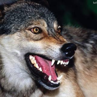 Free pics of wolves