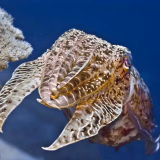 Cuttlefish wallpaper