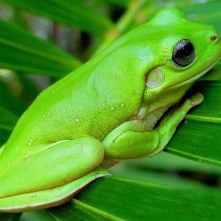 Tree frog wallpaper
