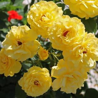 Yellow rose flower wallpaper