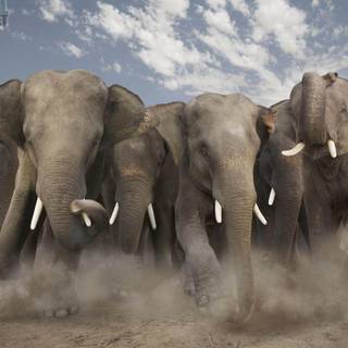 Animal Planet wallpaper