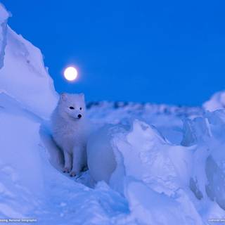 Arctic fox wallpaper