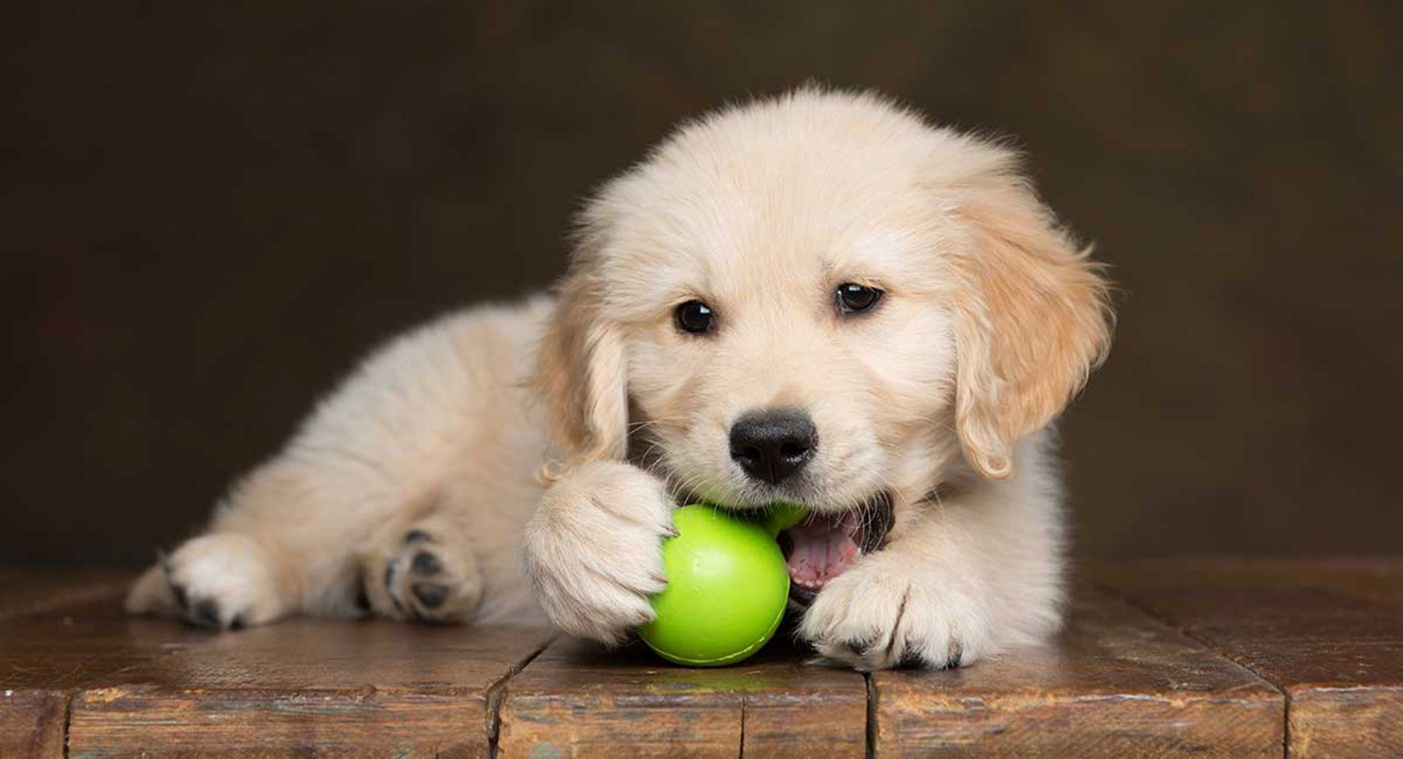 Puppy chewing tennis ball Wallpaper Cave