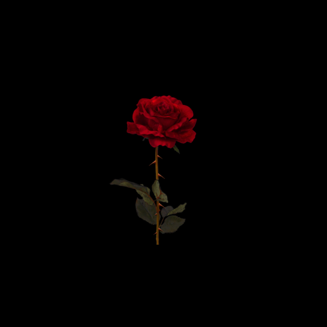 Rose - Wallpaper Cave