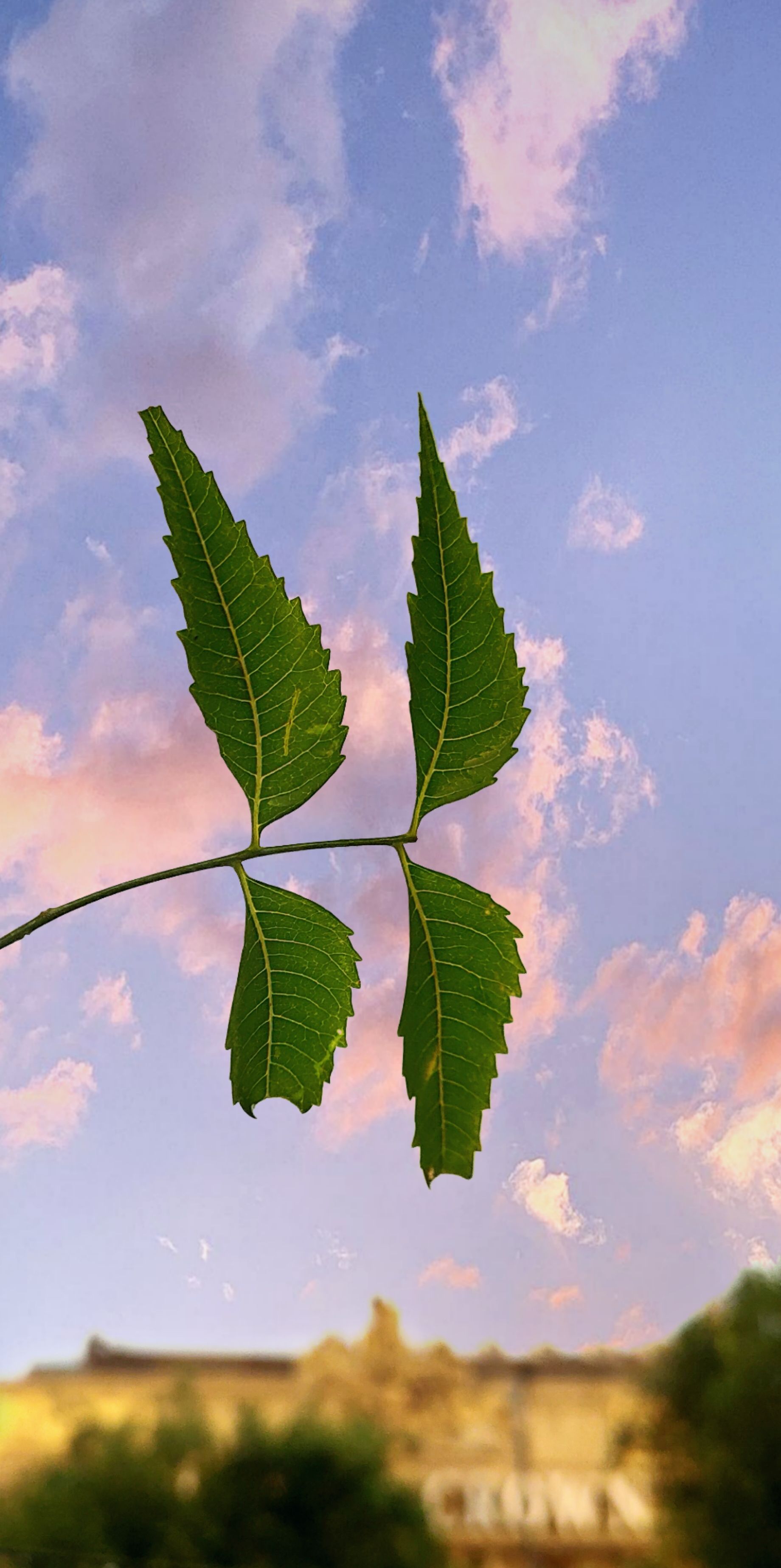 Leaf In Daylight Wallpaper Cave
