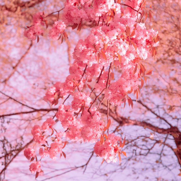 Cherry Blossoms Wallpaper Cave