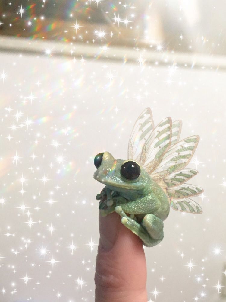 fairy frog - Wallpaper Cave