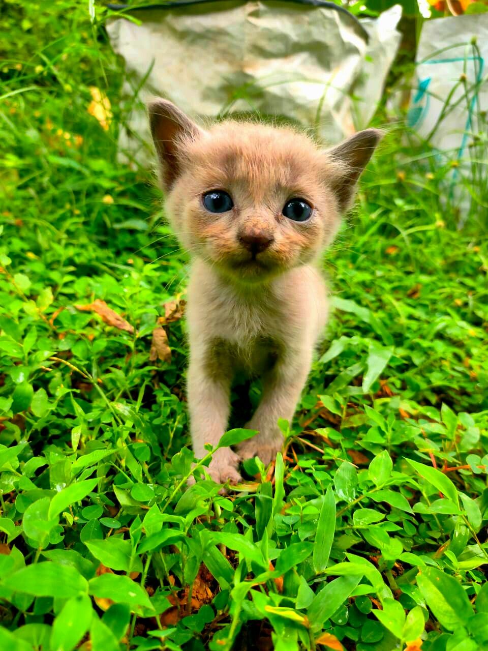 Download this awesome wallpaper - Wallpaper Cave