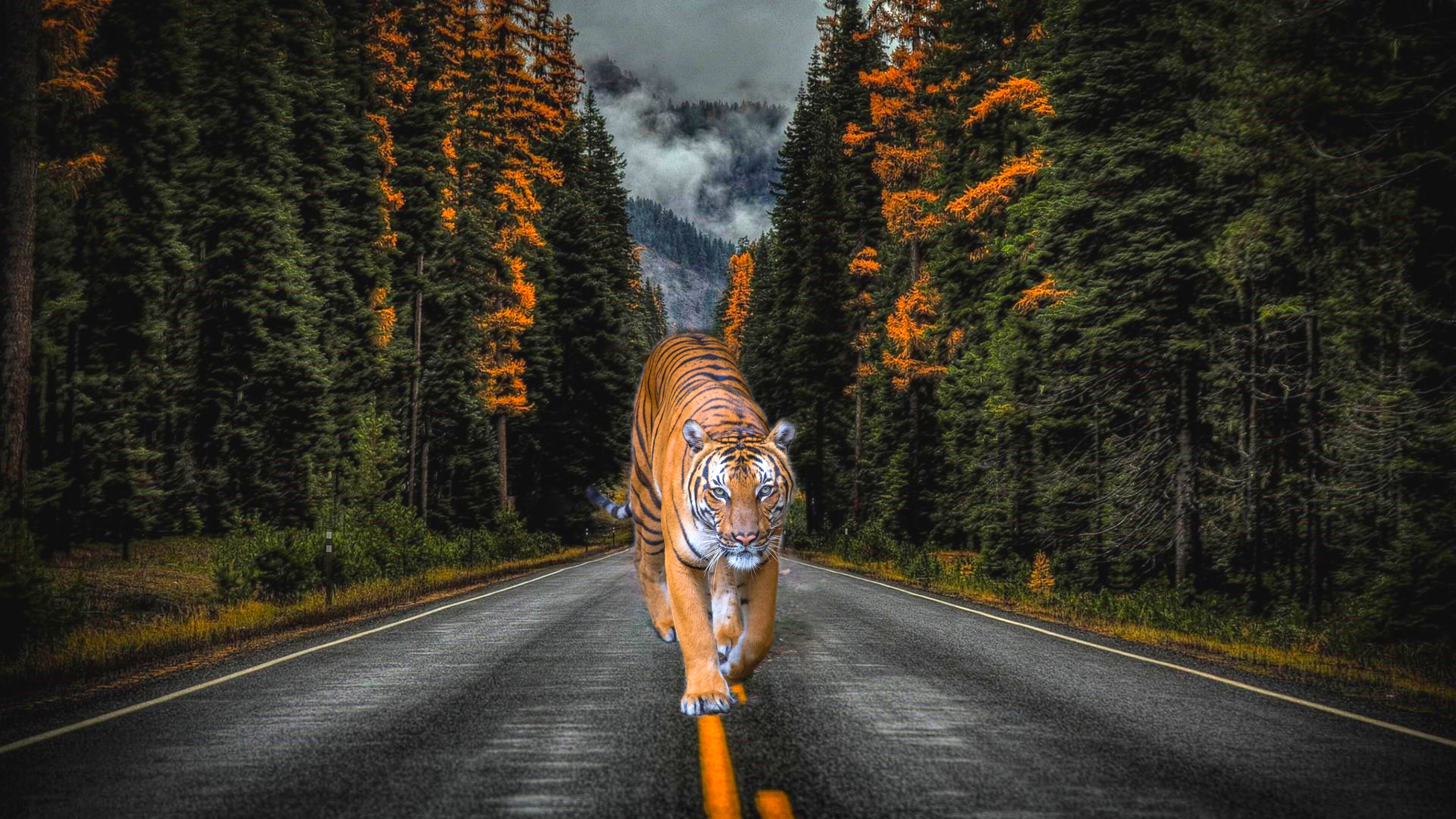Tiger 4K HD wallpaper of desktop - Wallpaper Cave