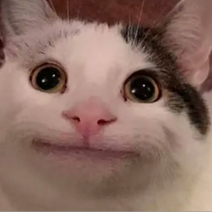 Beluga Cat GIF  Beluga Cat  Discover  Share GIFs
