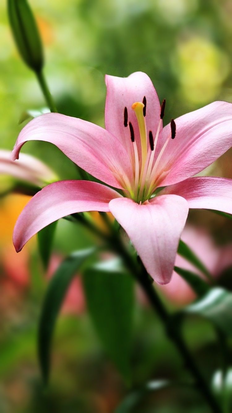 lily flower wallpaper