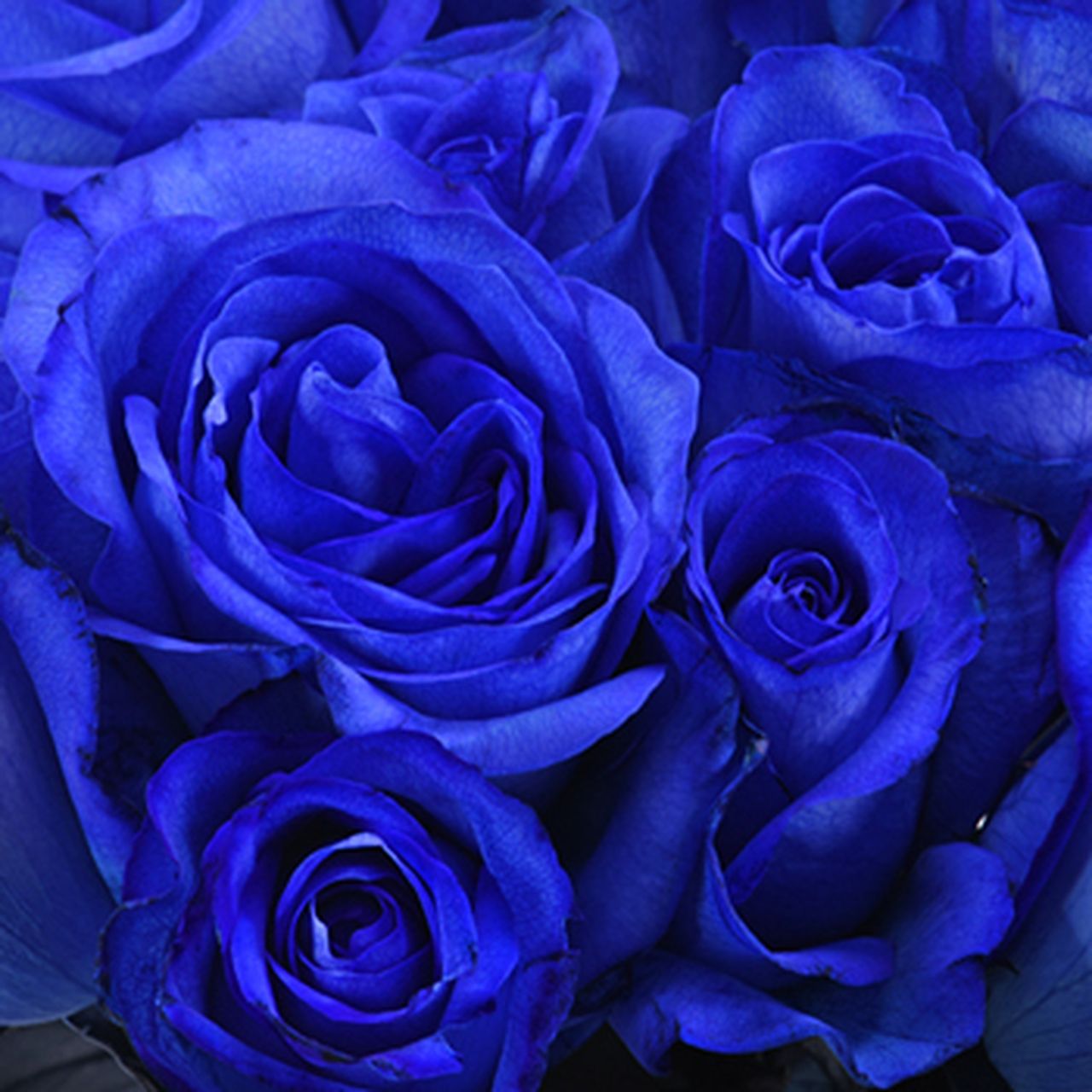 Blue rose Wallpaper Cave