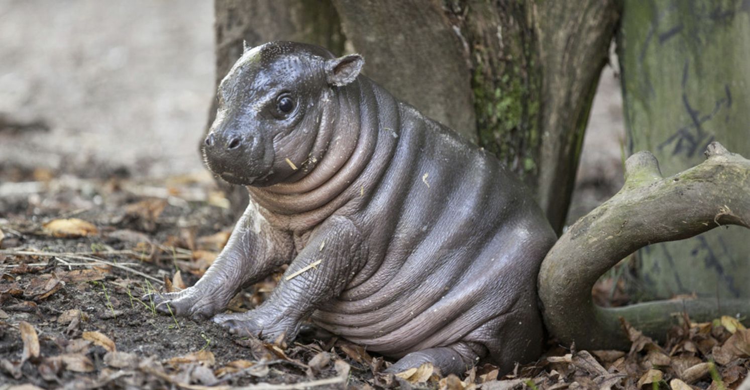 Baby hippo - Wallpaper Cave