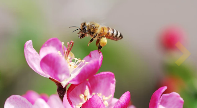 Honey Bees Wallpaper 1920x1080
