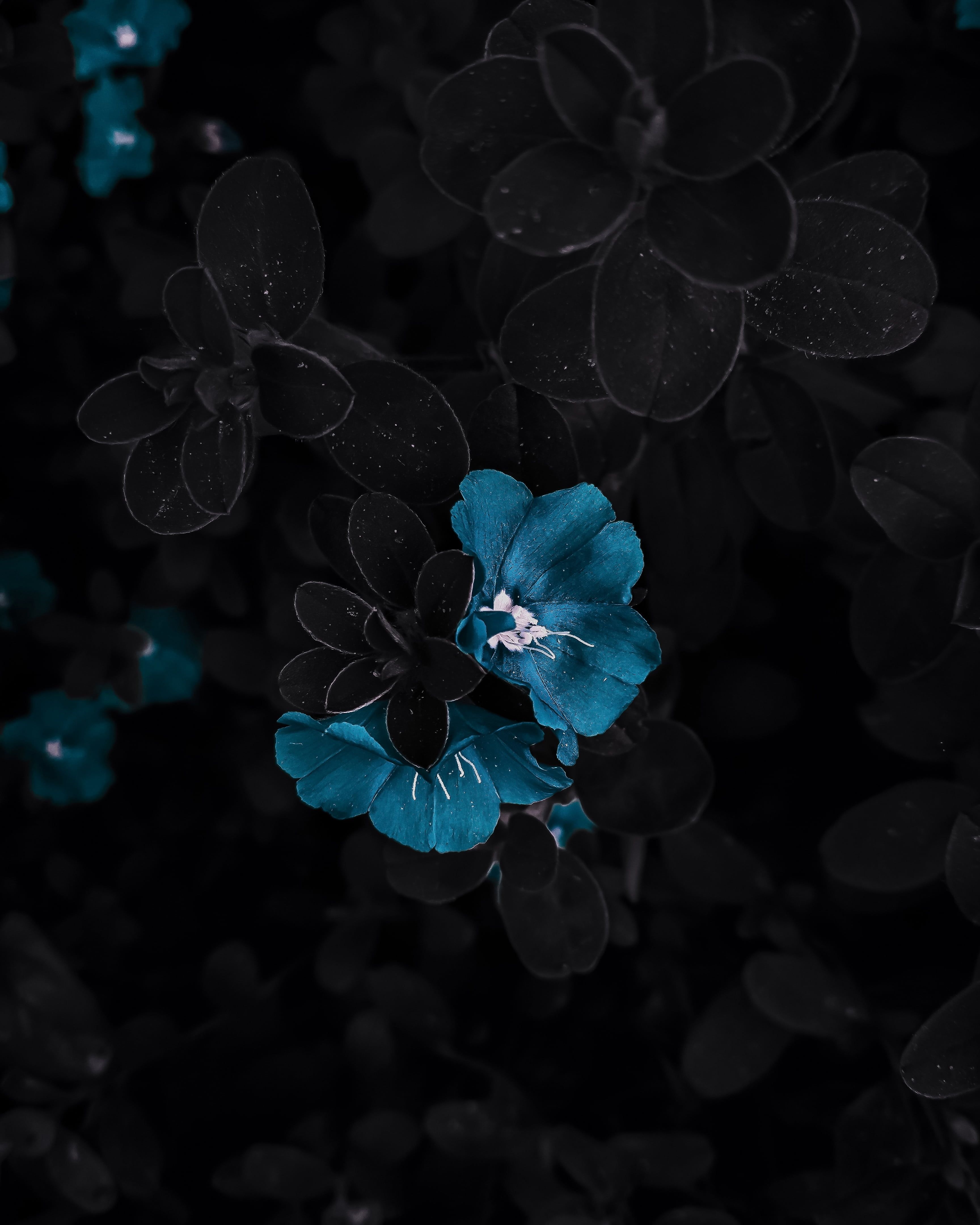 Black/Blue Flower Aesthetic - Wallpaper Cave