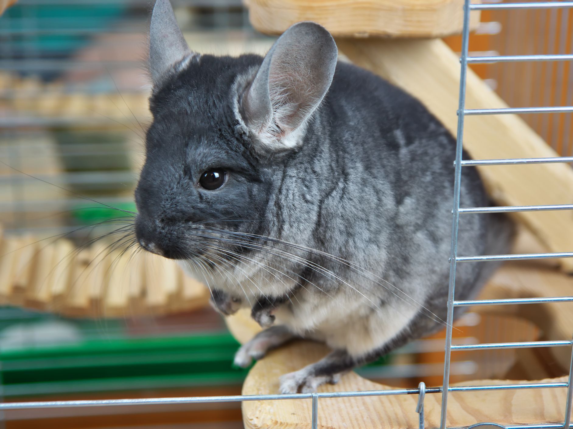 Chinchilla Wallpaper Cave