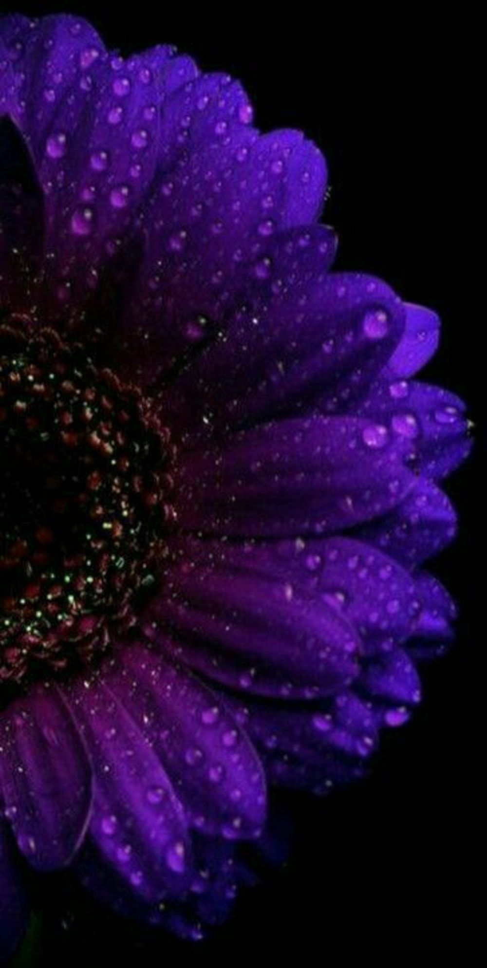 purple sunflower wallpaper