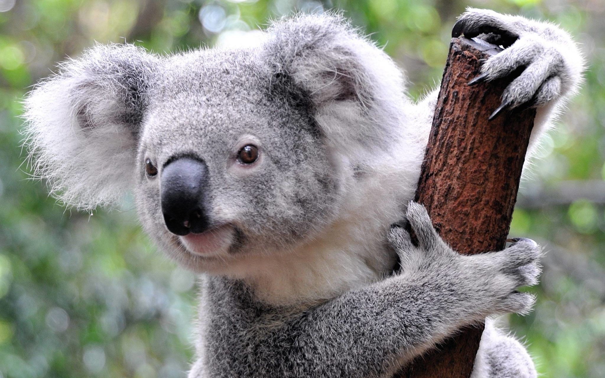Baby Koala - Wallpaper Cave
