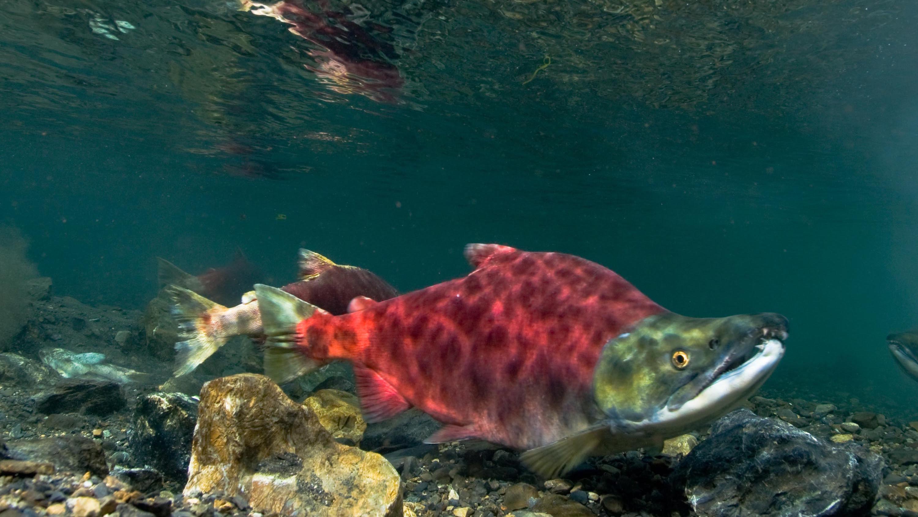 sockeye salmon - Wallpaper Cave