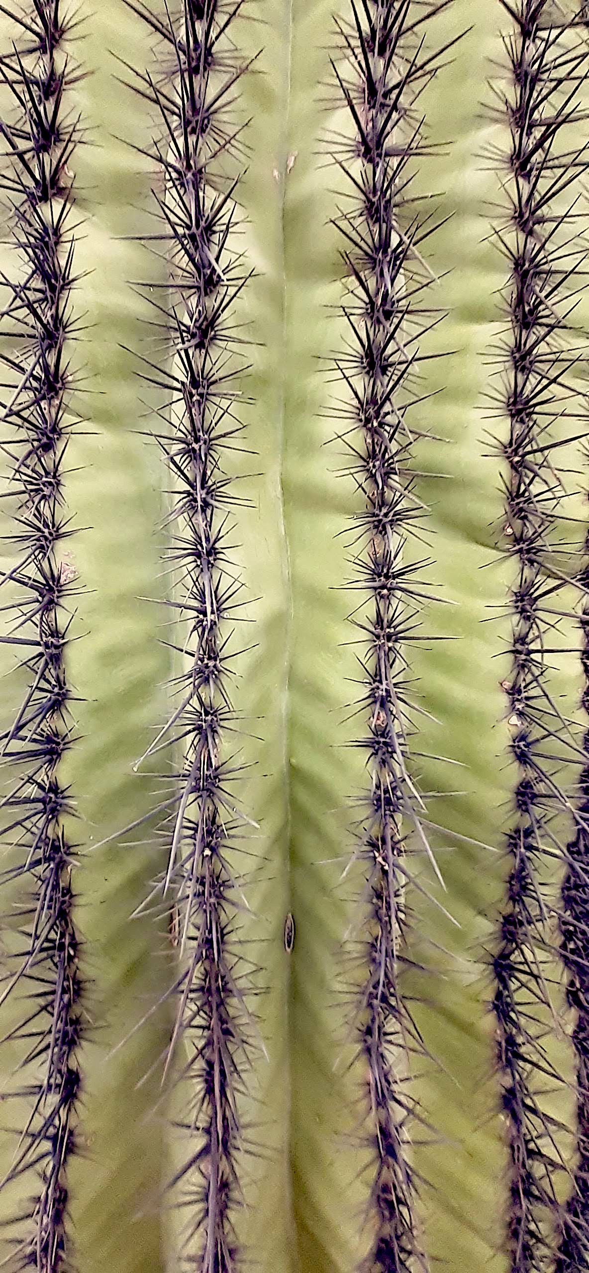 sequoia close-up #2 - Wallpaper Cave