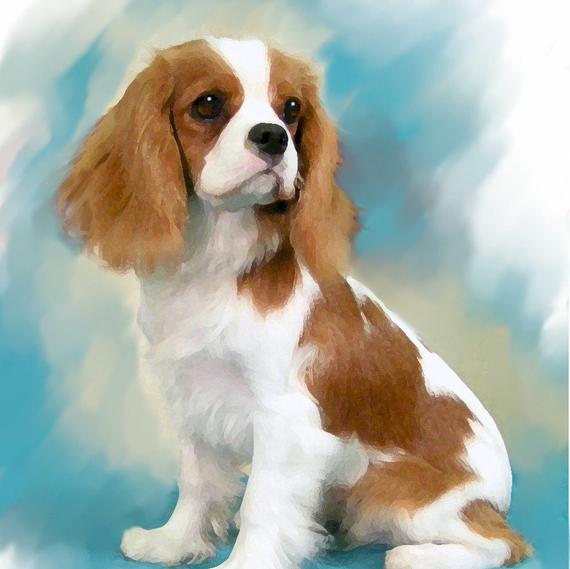 Cavalier King Charles Spaniel - Wallpaper Cave