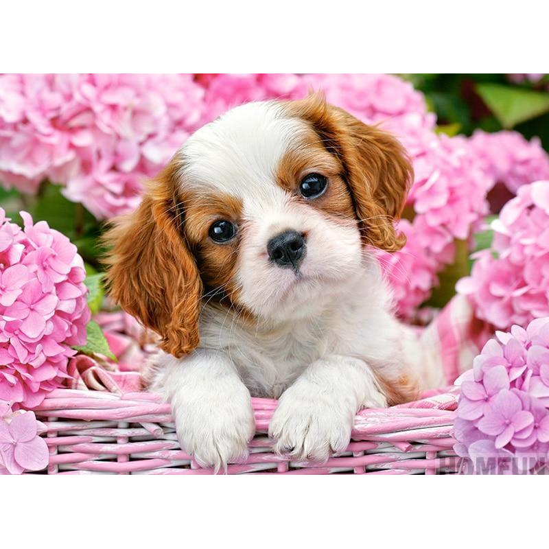 Cavalier King Charles Spaniel Puppy - Wallpaper Cave