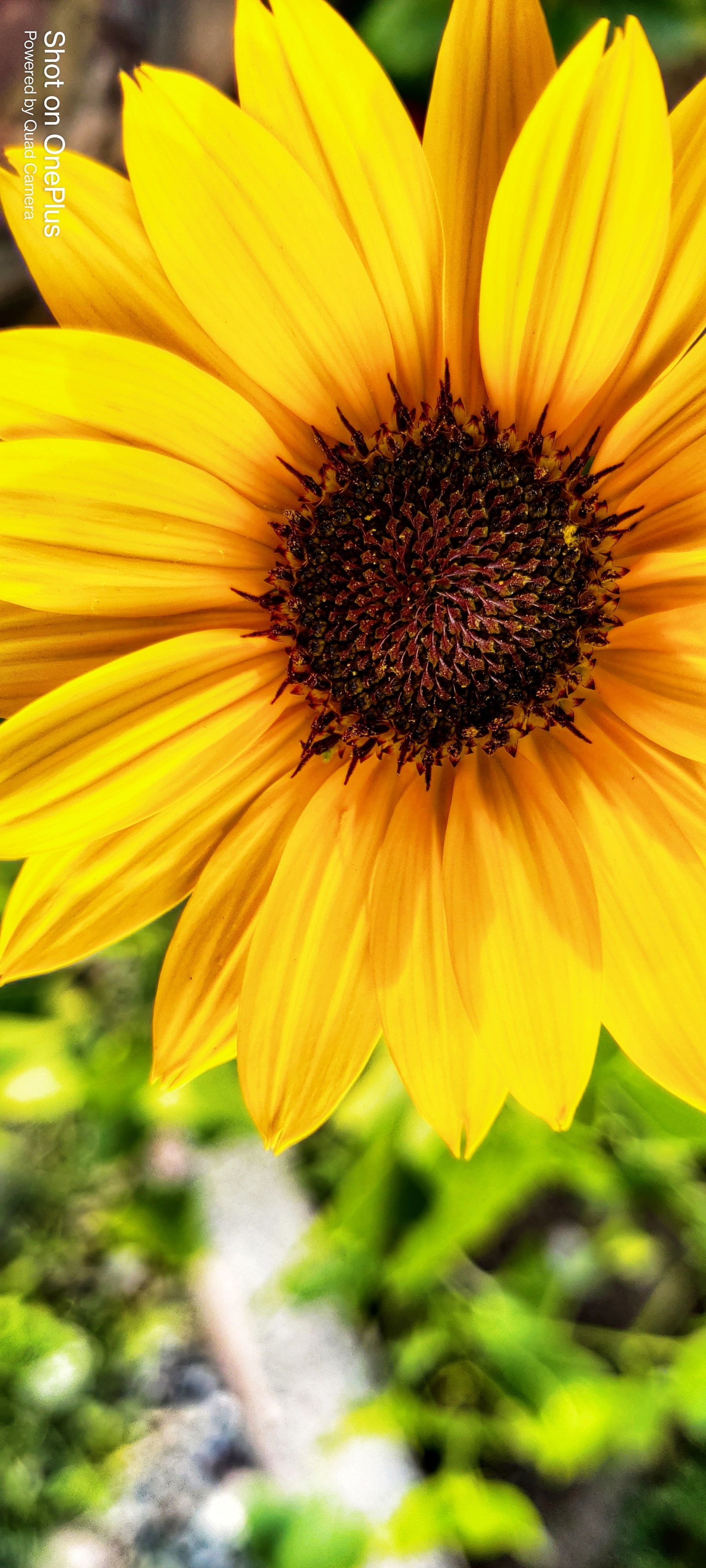 Flower Wallpaper Cave