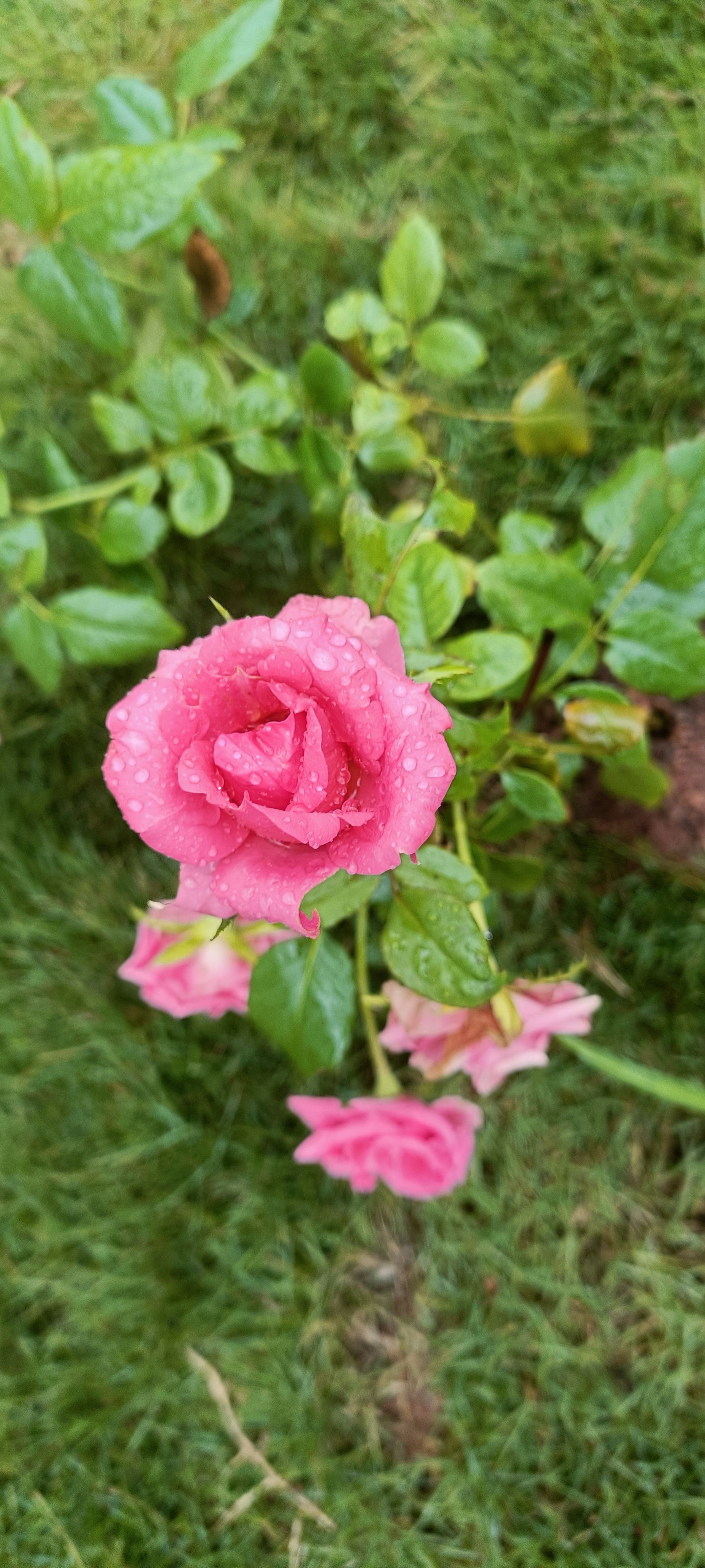 Rose HD Wallpaper Cave