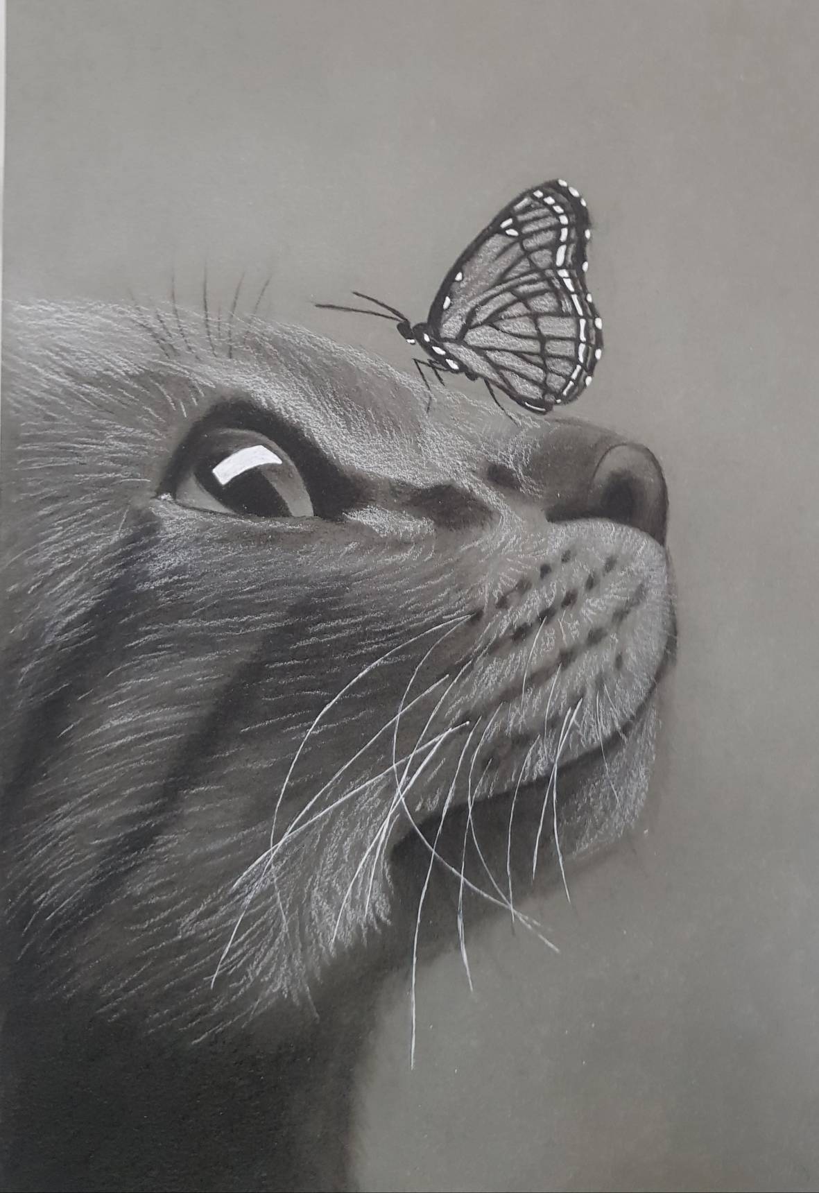Pretty drawing of a cat w butterfly ･:*+.(*⁰ ⁰*)/.:+ - Wallpaper Cave