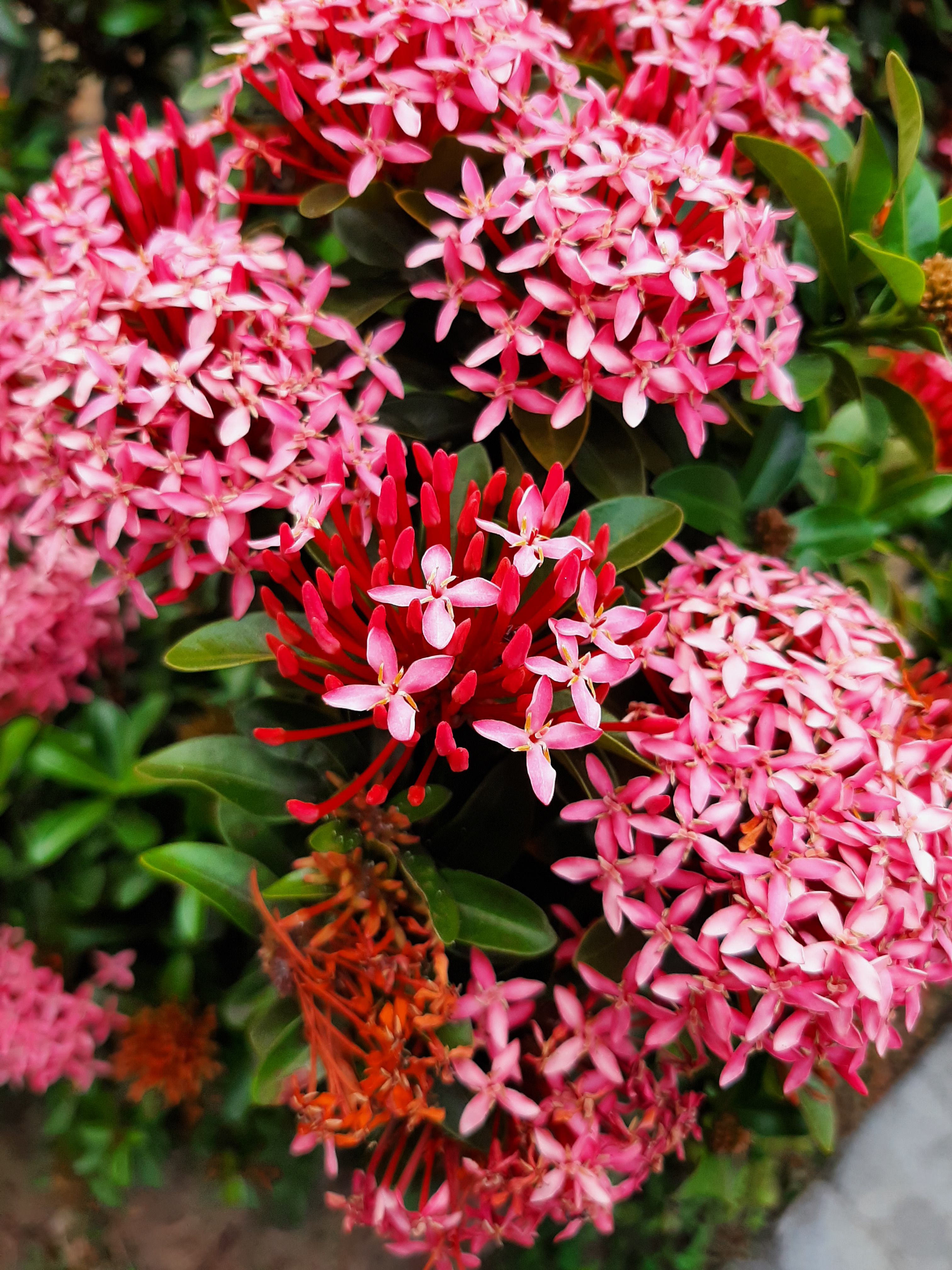 Red Flower Wallpaper Cave