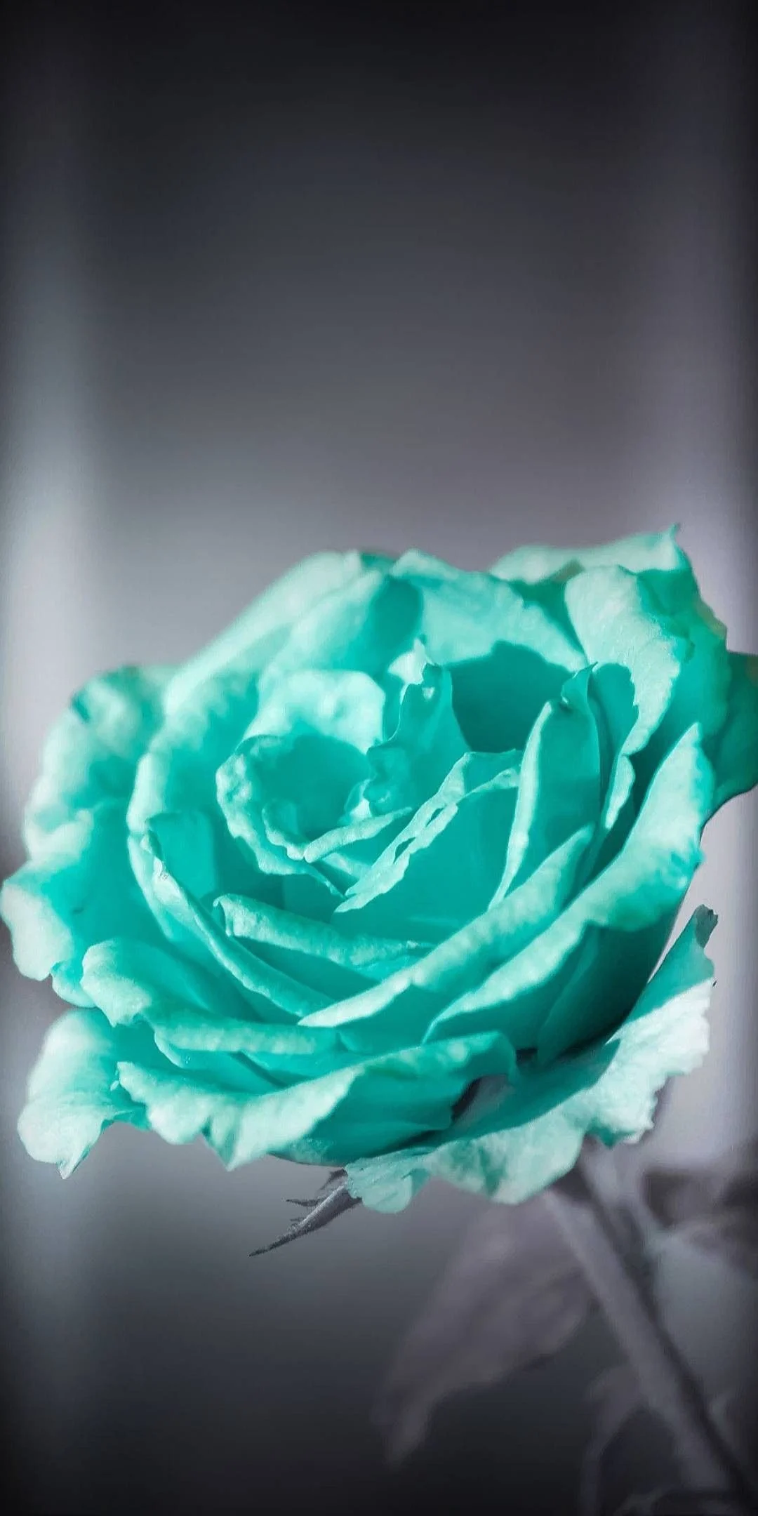 Teal Rose Wallpaper Cave