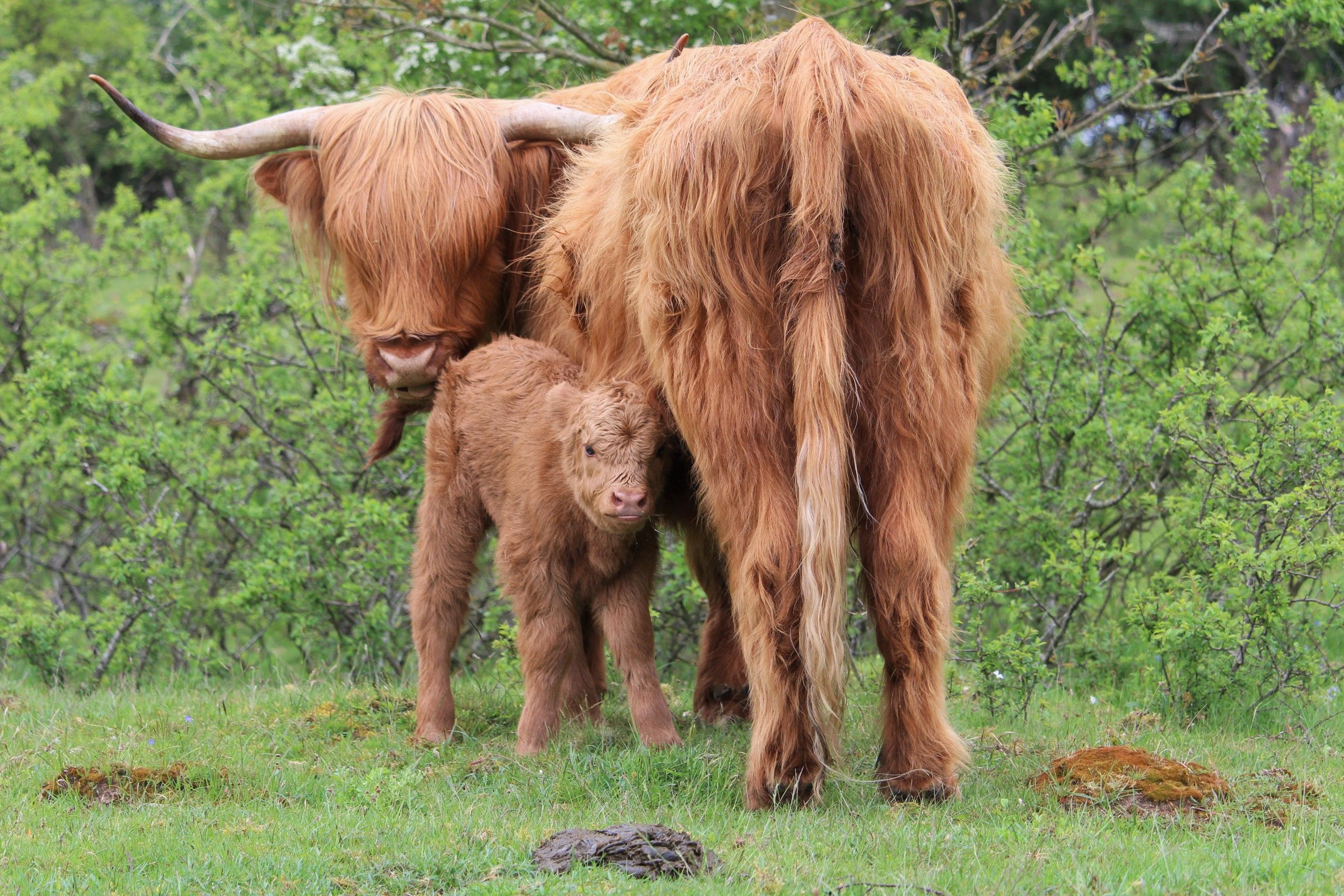 Highland Cow - Wallpaper Cave