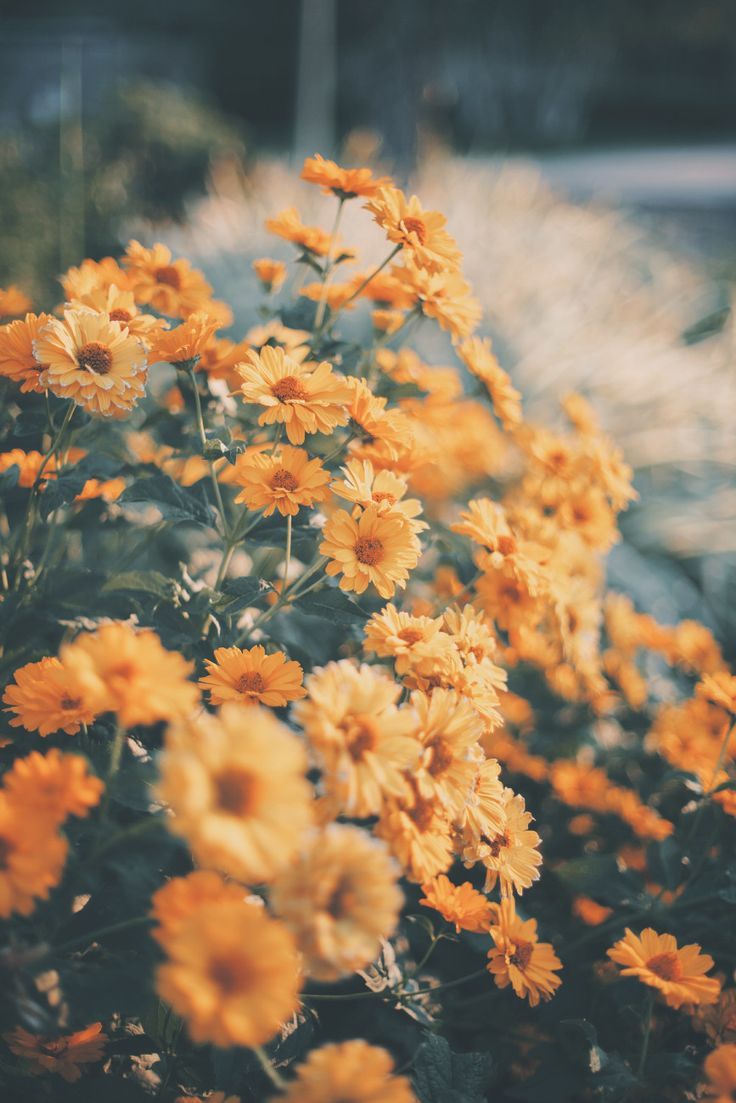 AESTHeTIC FLOWERS - Wallpaper Cave AESTHeTIC FLOWERS - Wallpaper Cave