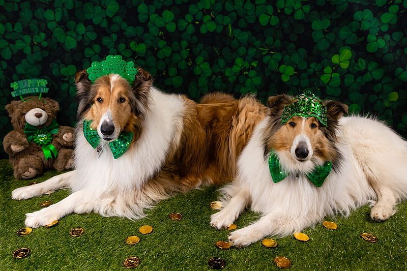 st patricks day dog quotes
