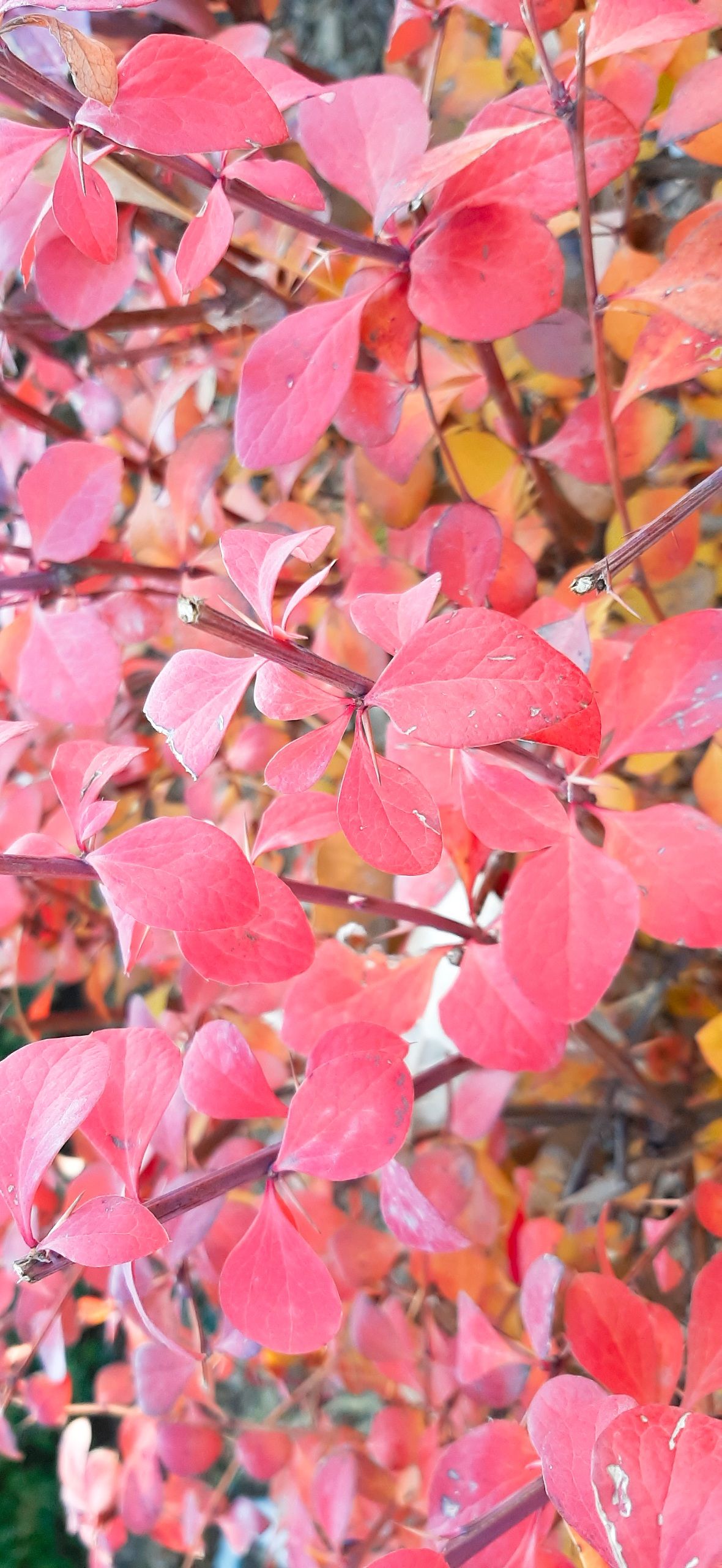 Leaf Wallpaper Cave