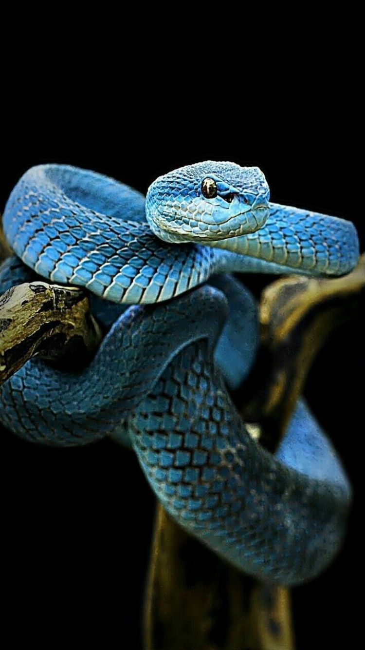 Blue snake - Wallpaper Cave