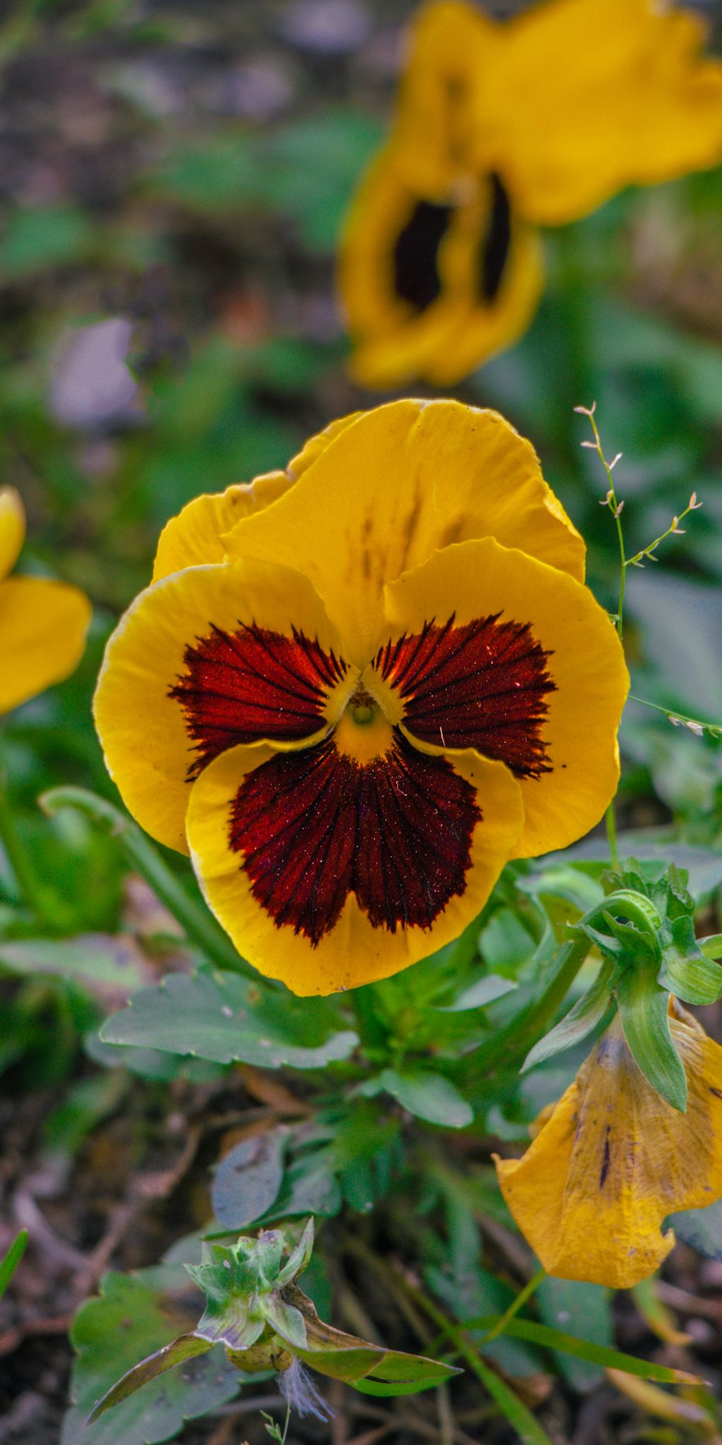 Flower Wallpaper Cave