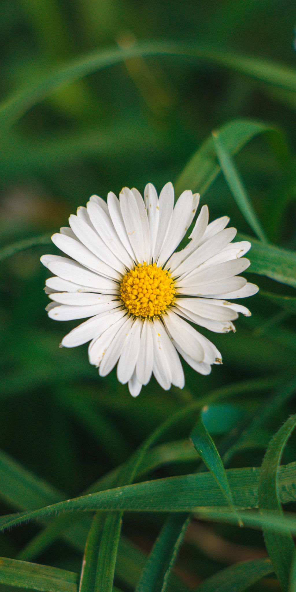 Flower Wallpaper Cave