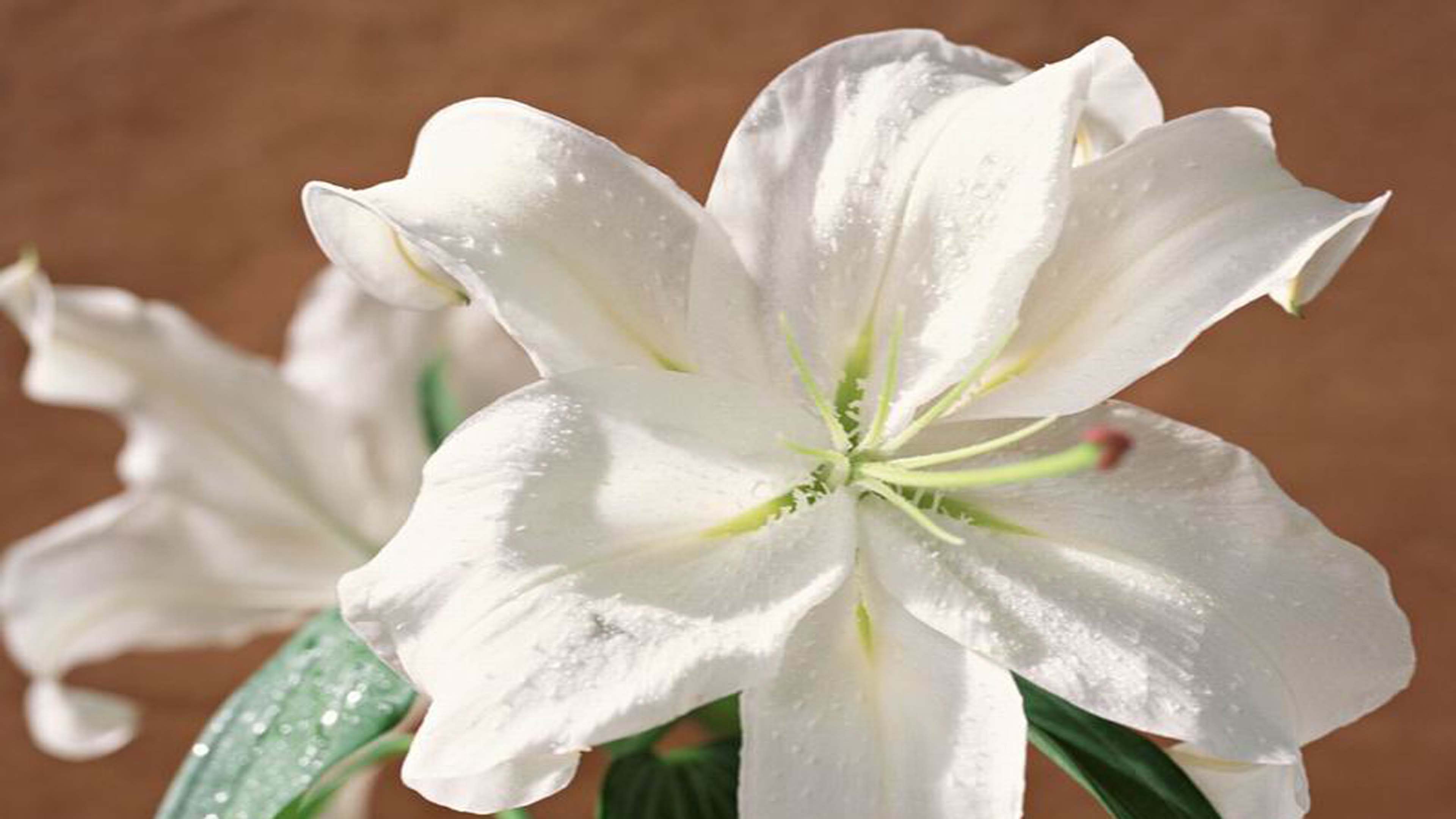 bunga - Wallpaper Cave