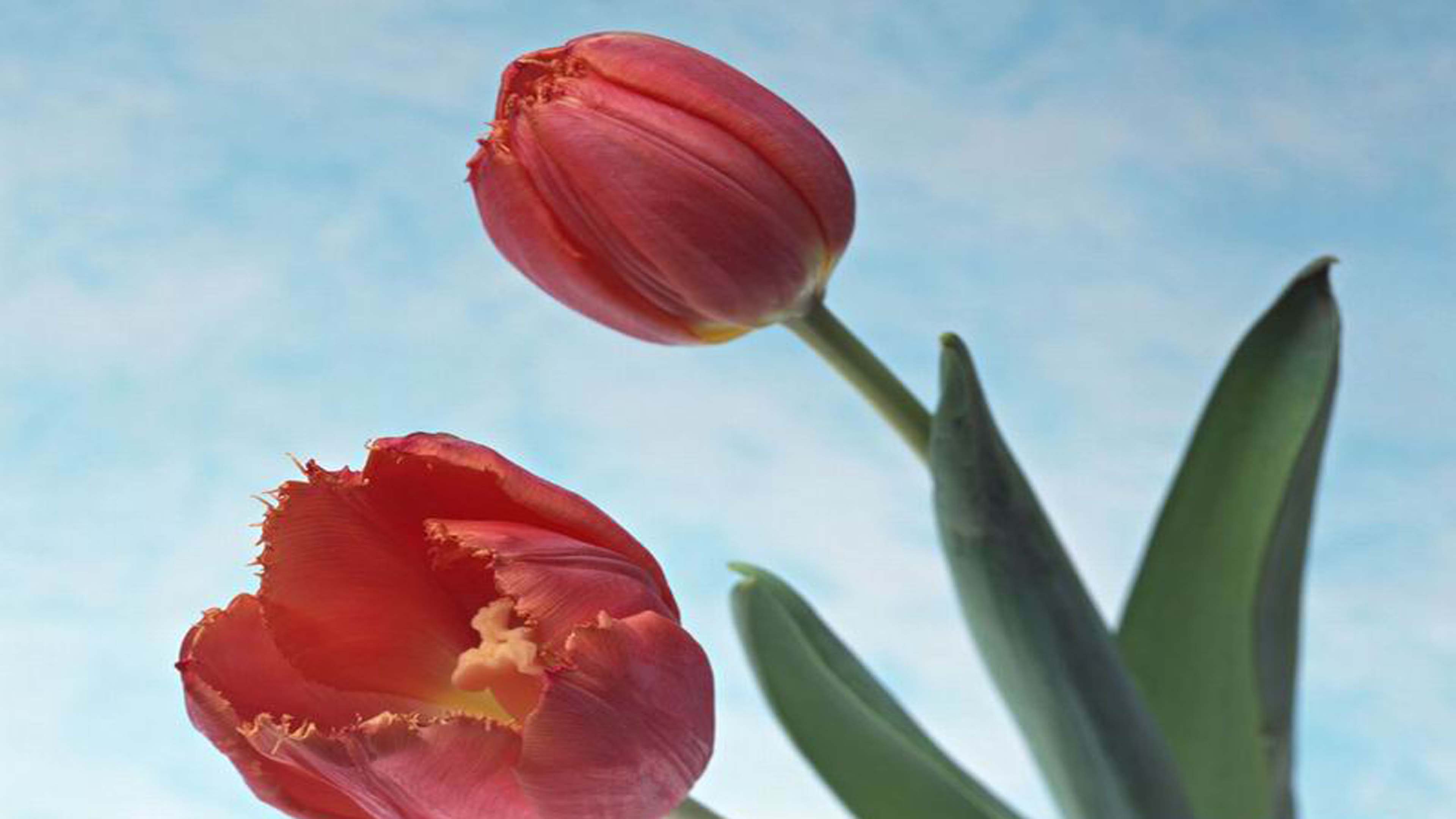 bunga - Wallpaper Cave