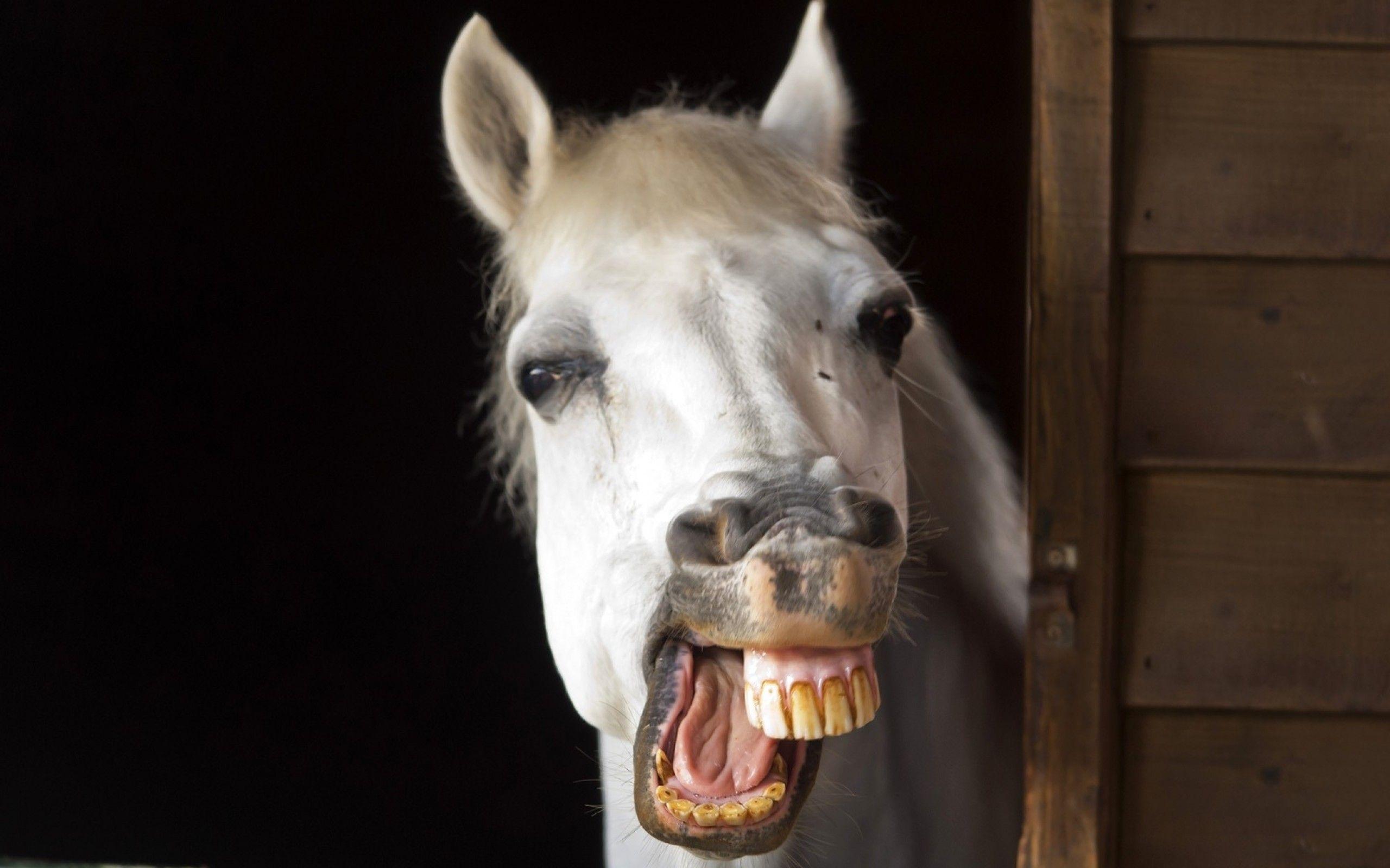 White horse being funny - Wallpaper Cave