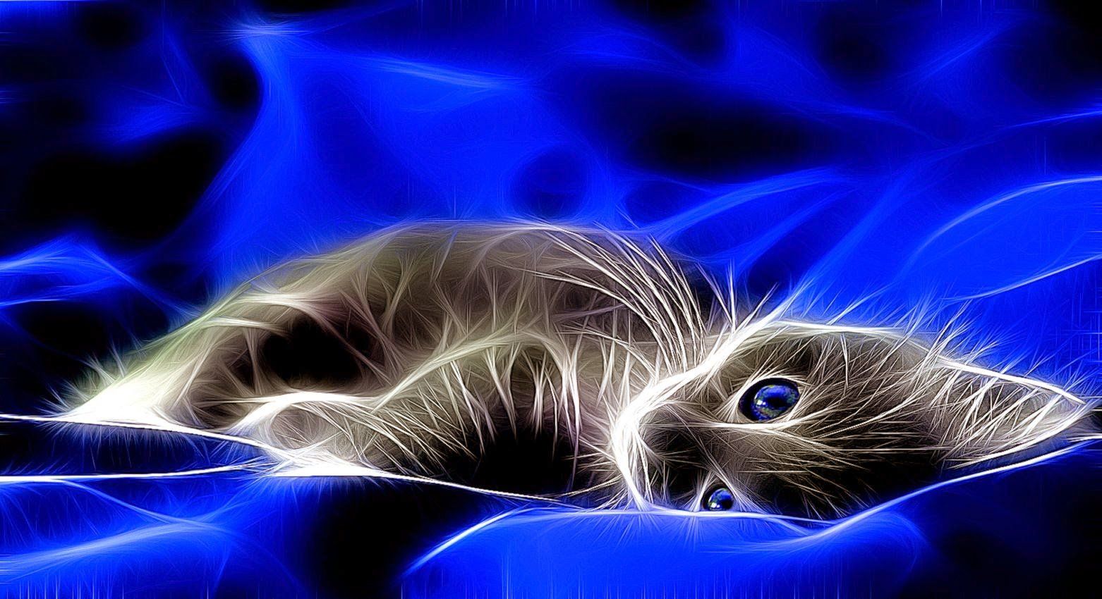 blue fire cat - Wallpaper Cave