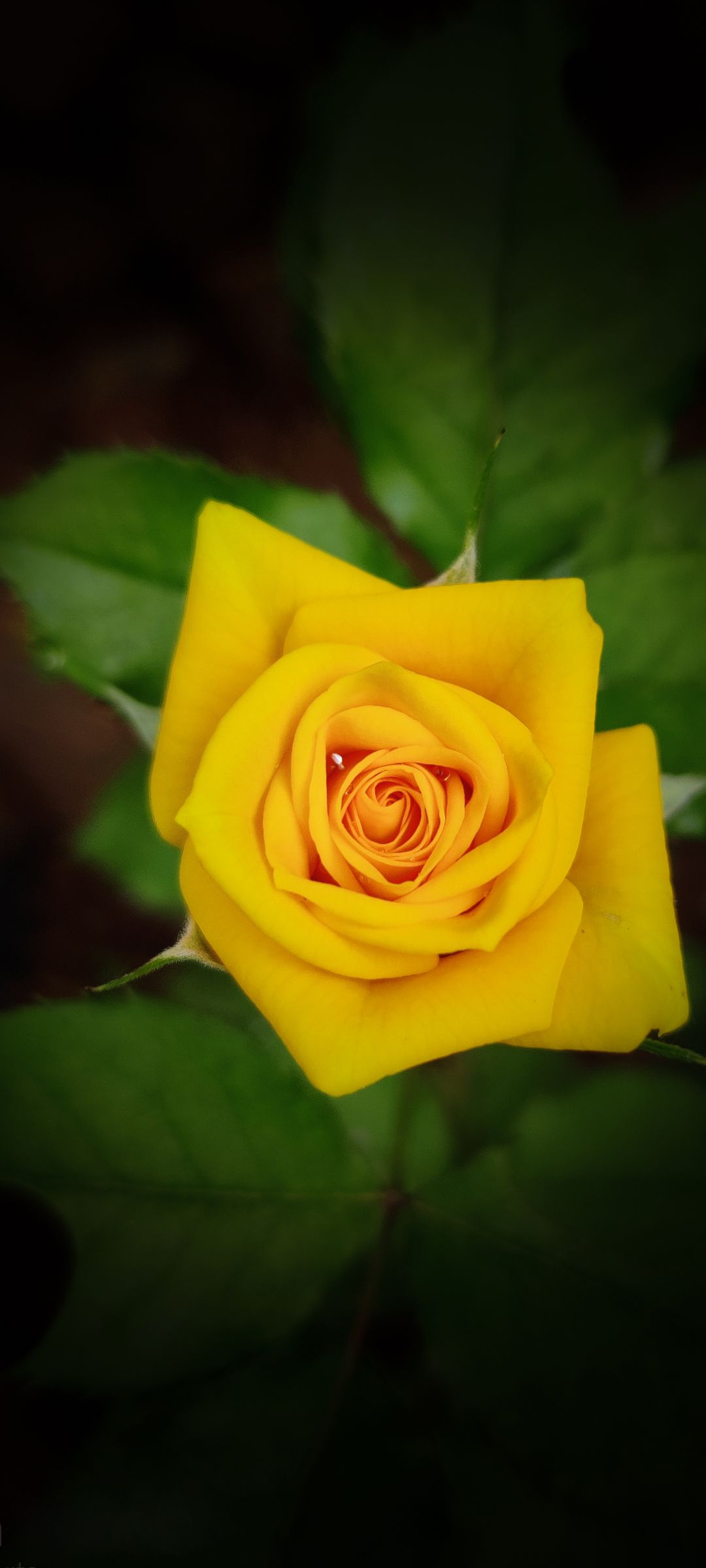 Yellow Rose - Wallpaper Cave