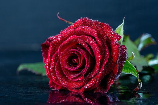 I love roses - Wallpaper Cave