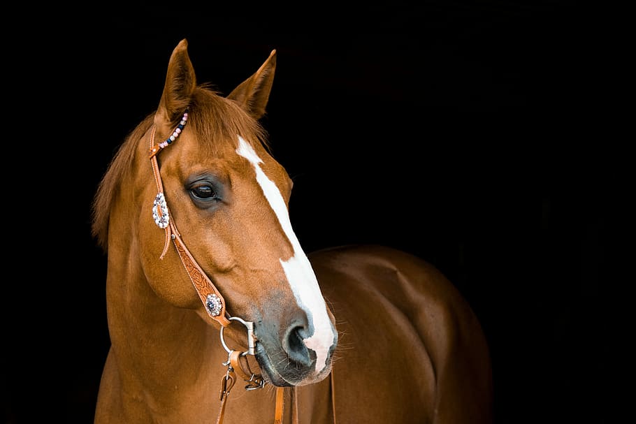 quarter horse wallpaper