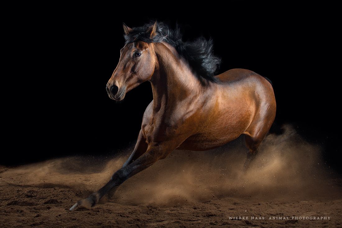 quarter horse wallpaper