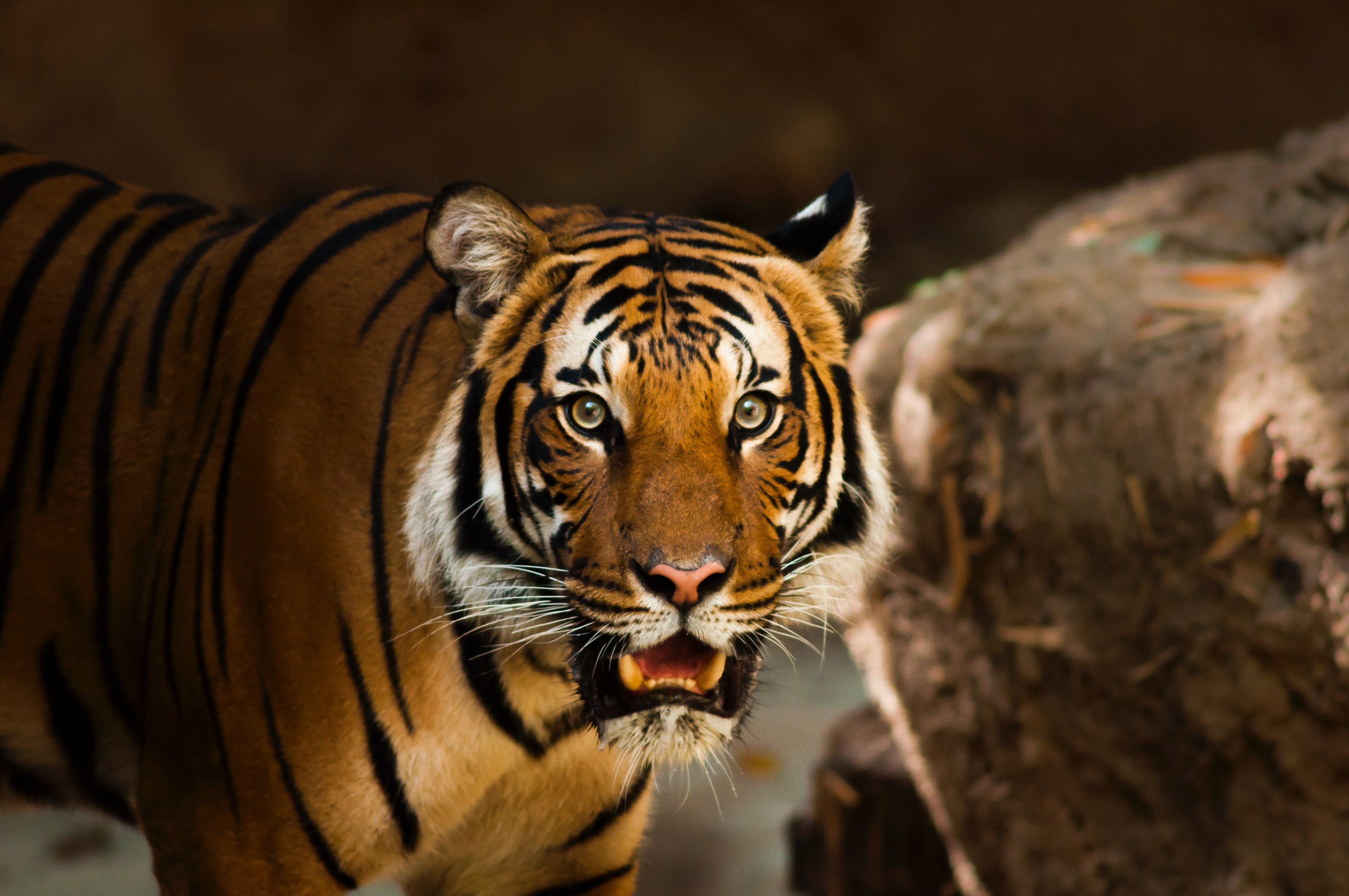 Tiger Wallpaper Cave