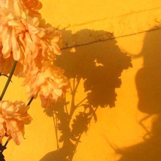 YellowFlower Aesthetic•££ Wallpaper Cave