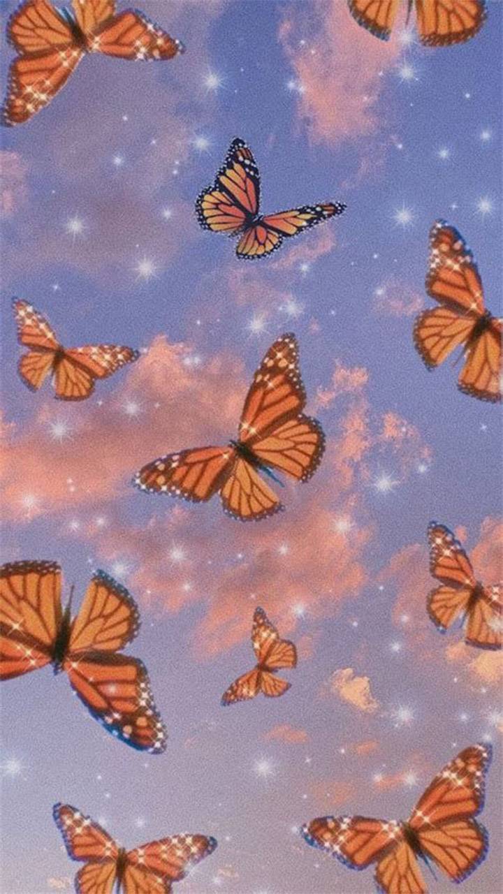 Butterfly - Wallpaper Cave