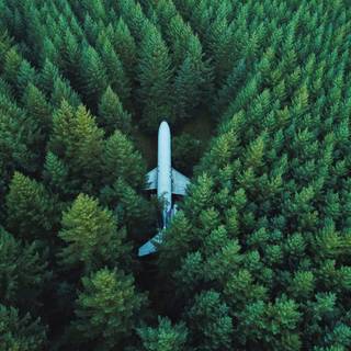 A plane on a forest